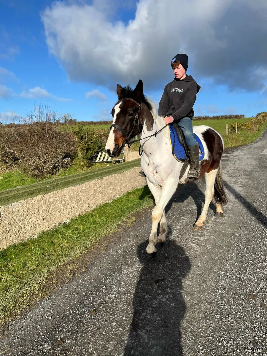 5 year old 15.2 gelding - Image 2