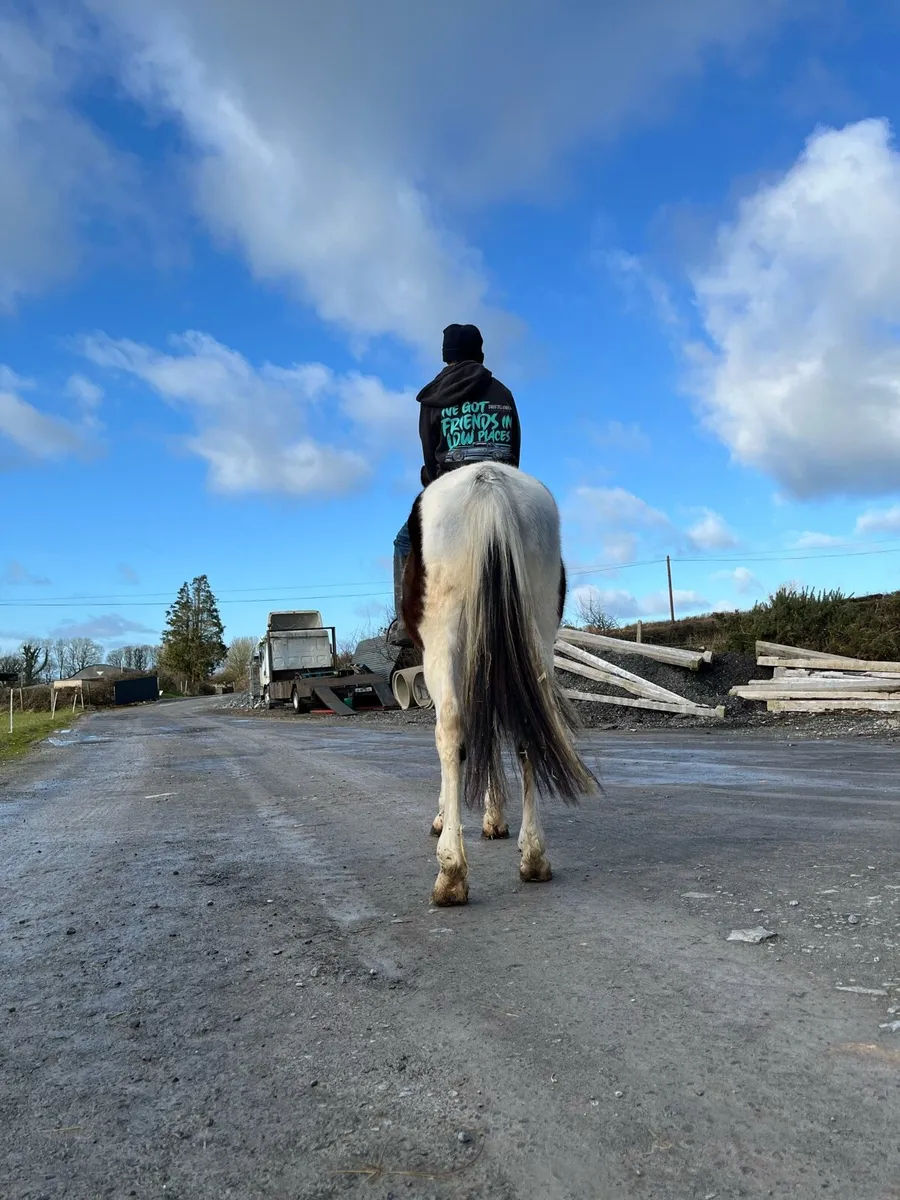 5 year old 15.2 gelding - Image 3