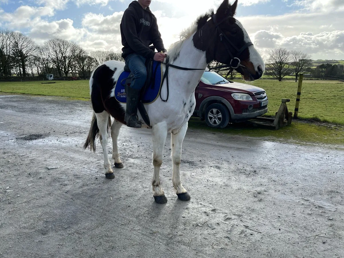 5 year old 15.2 gelding - Image 4