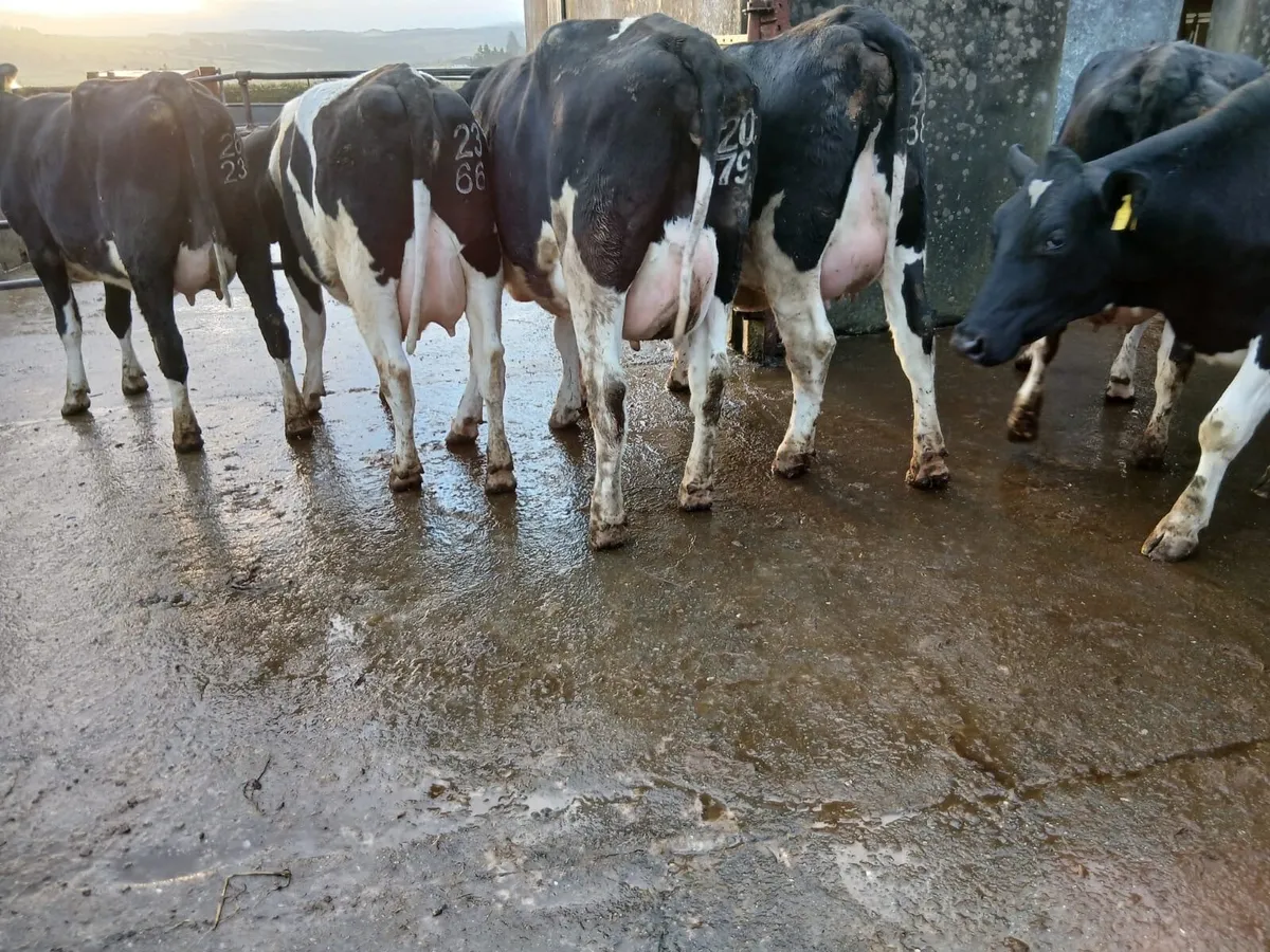 Freisian heifers - Image 1