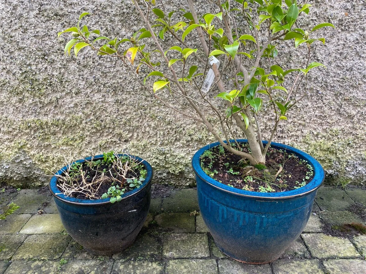 7 Pots (2x 2 matching) - Image 2