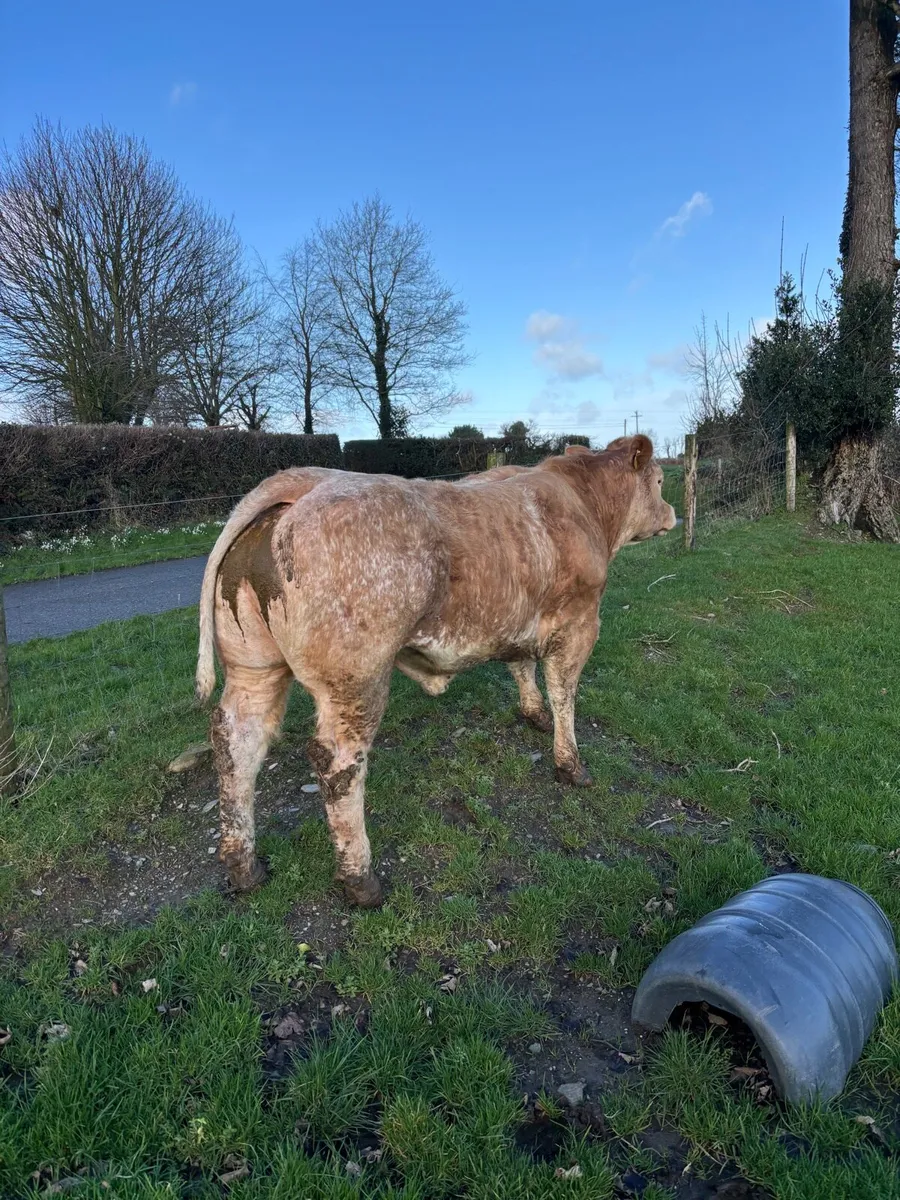 Super show heifer going to Carnew Saturday 7th feb - Image 4