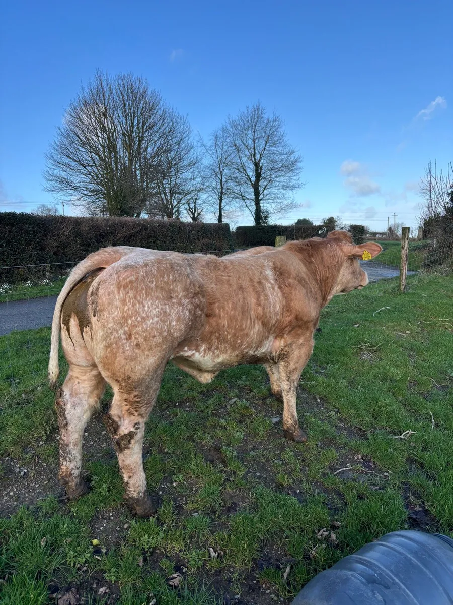 Super show heifer going to Carnew Saturday 7th feb - Image 1