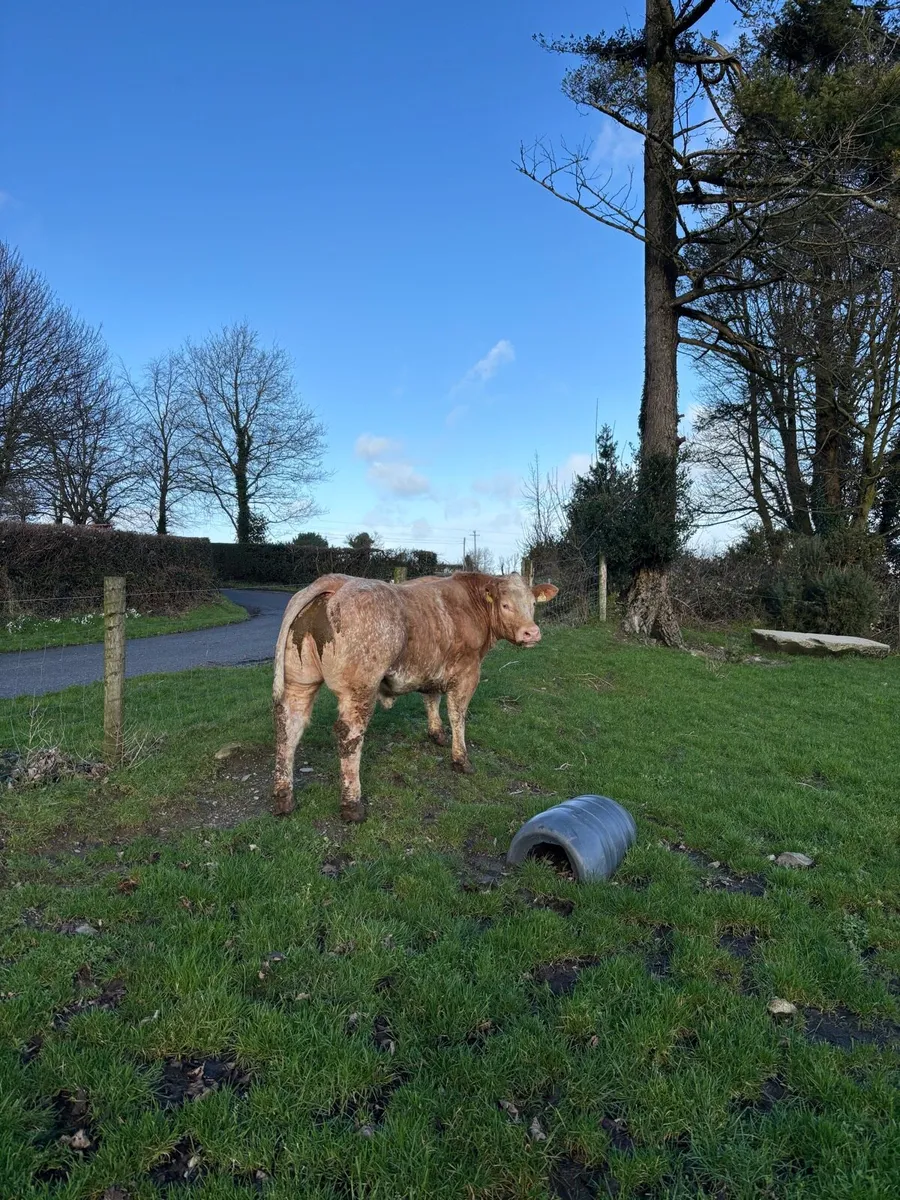 Super show heifer going to Carnew Saturday 7th feb - Image 2