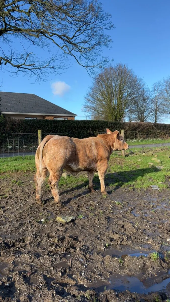 Super show heifer going to Carnew Saturday 7th feb - Image 3