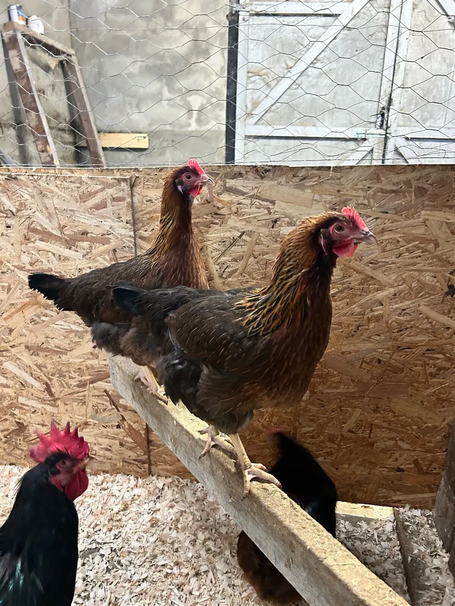 Purebred poultry - Image 3