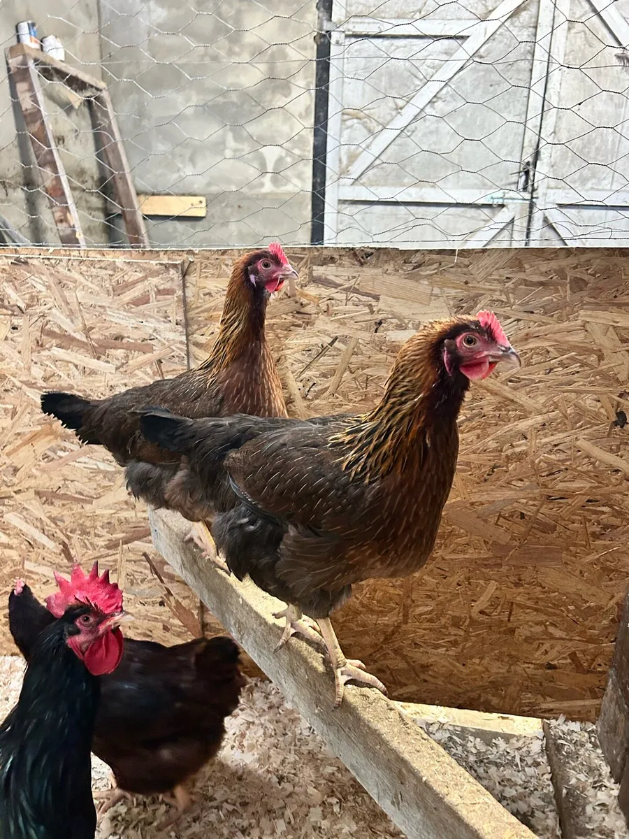 Purebred poultry - Image 4