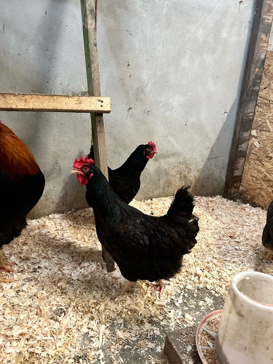 Purebred poultry - Image 2