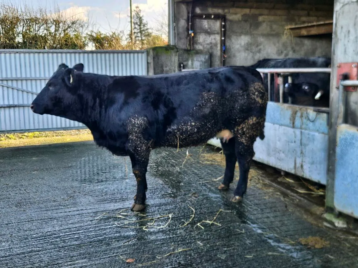 In calf heifer. - Image 3