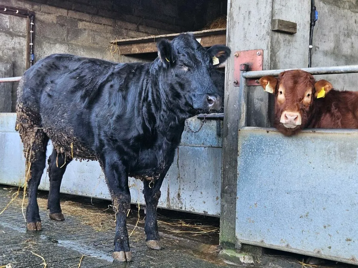 In calf heifer. - Image 4