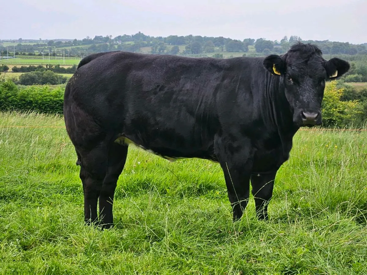 In calf heifer. - Image 2