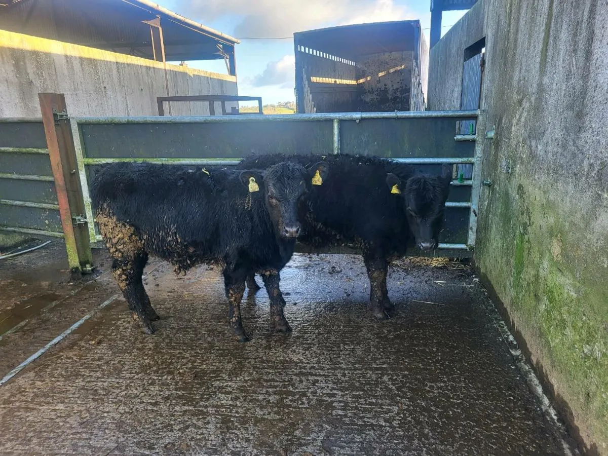 2 suckler bred aa heifers - Image 1