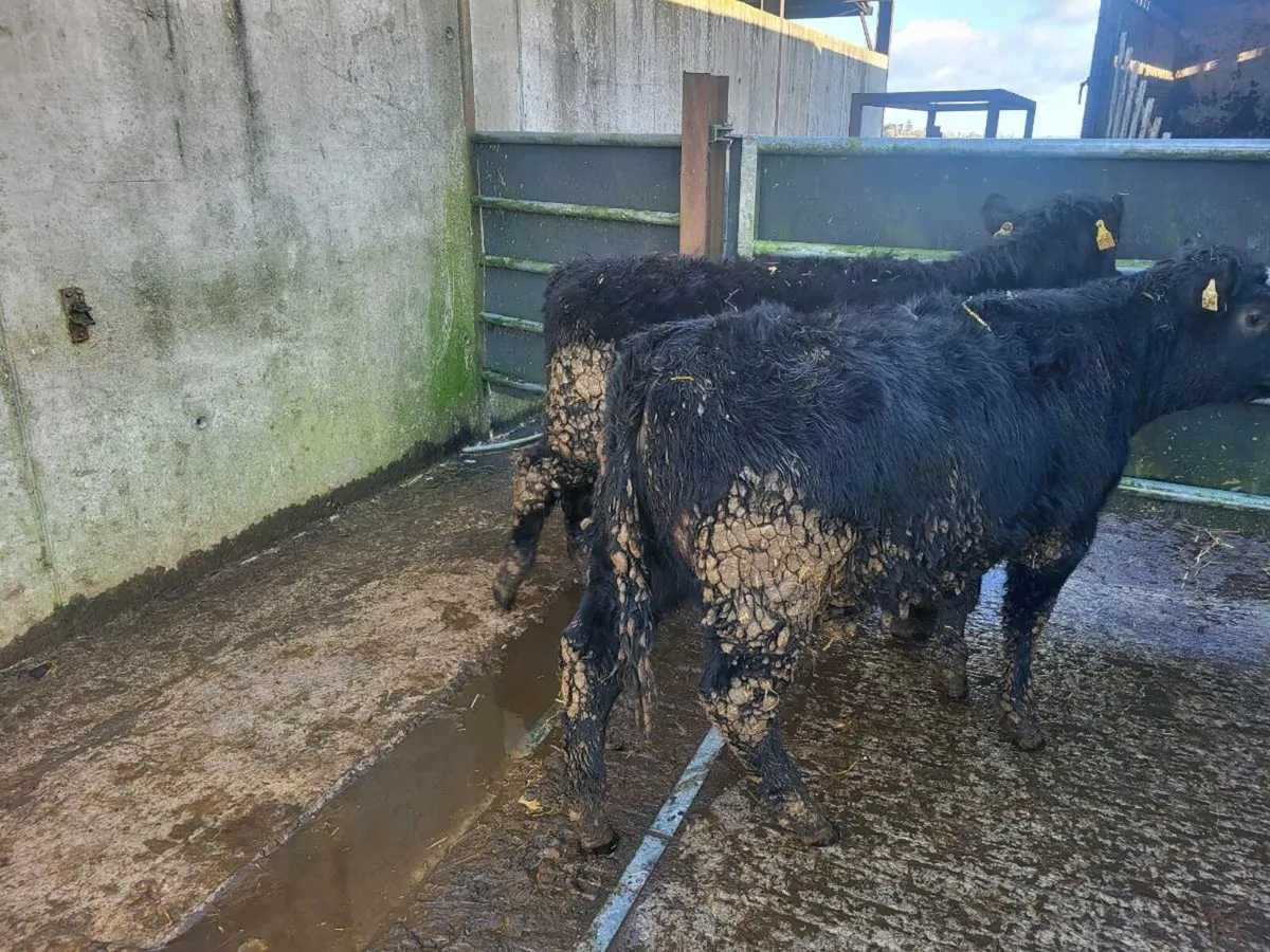 2 suckler bred aa heifers - Image 2