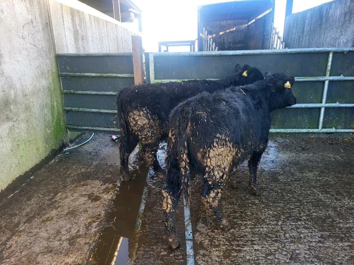 2 suckler bred aa heifers - Image 3