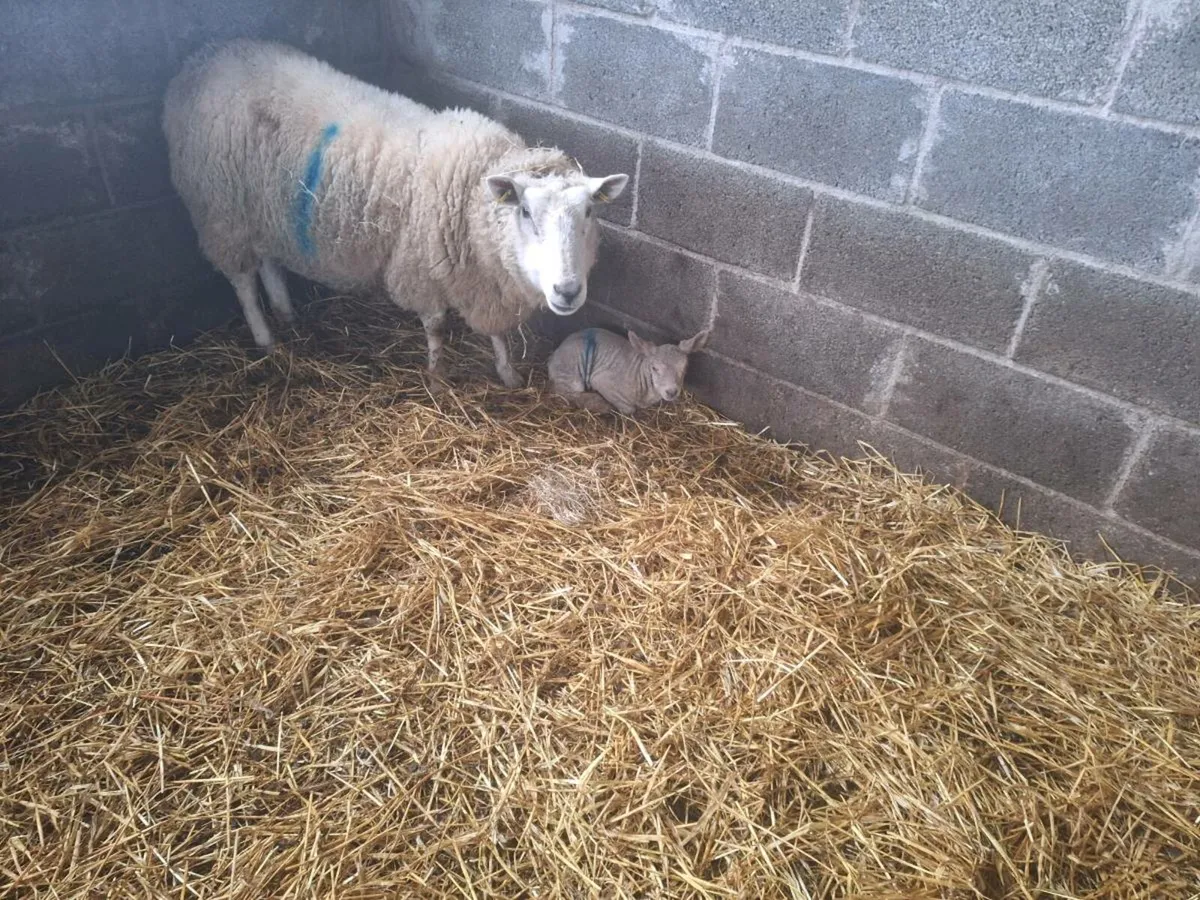 Ewes and lambs - Image 4