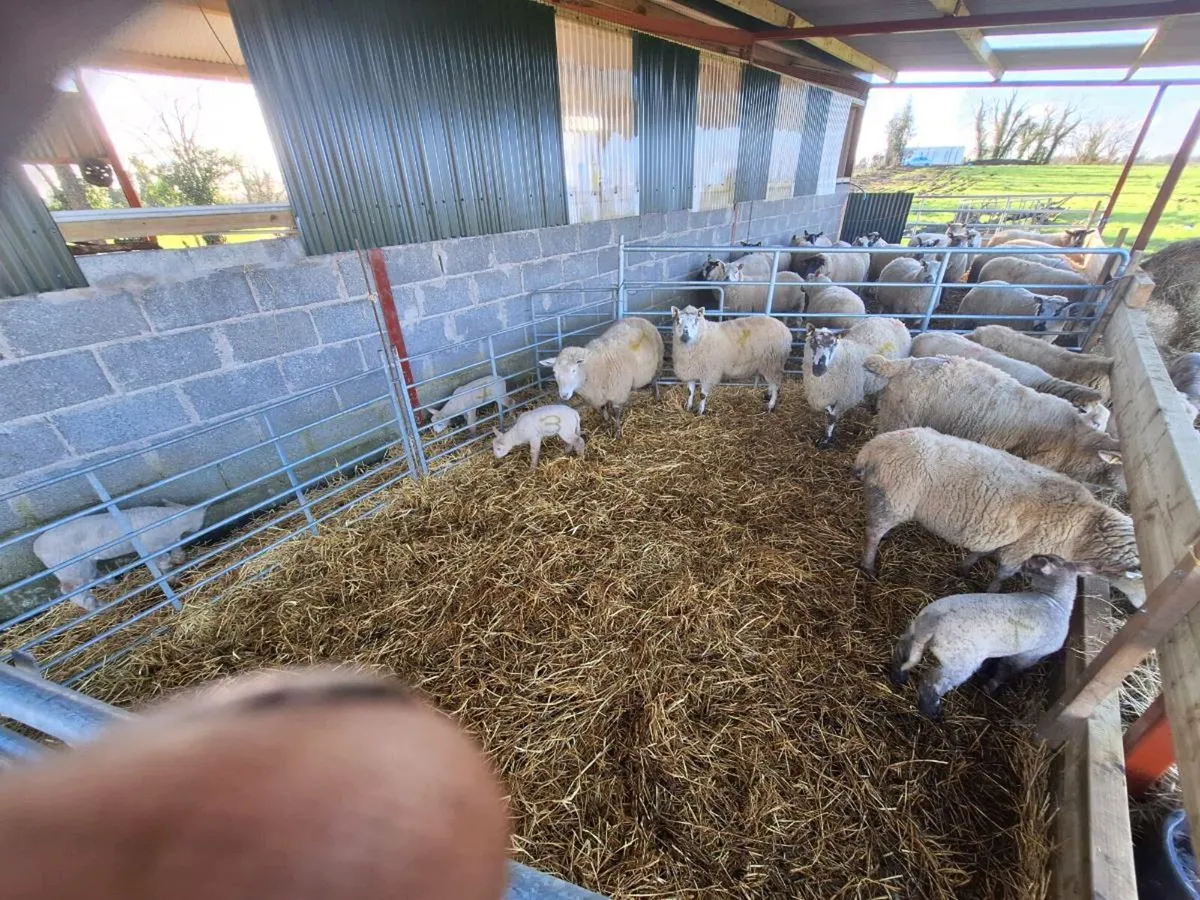 Ewes and lambs - Image 1