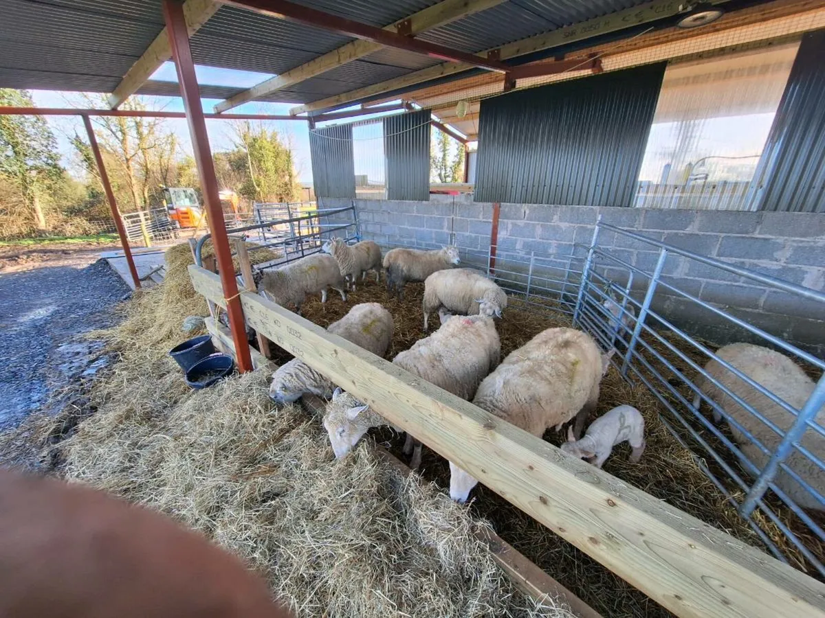 Ewes and lambs - Image 2