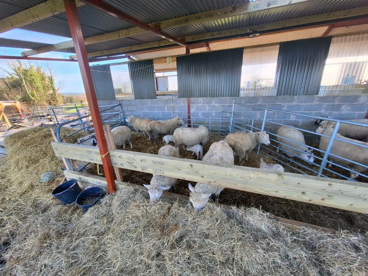 Ewes and lambs - Image 3