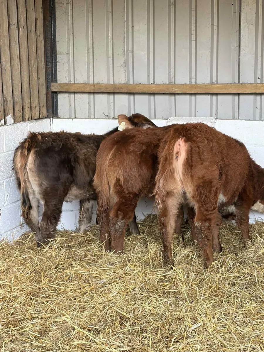 4 Limousin Heifer Weanlings - Image 3
