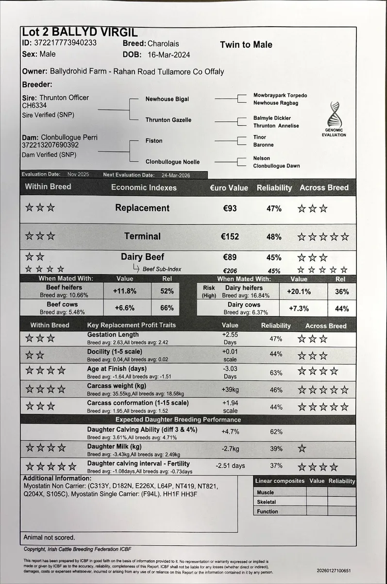 Pedigree Charolais Bull - Image 4