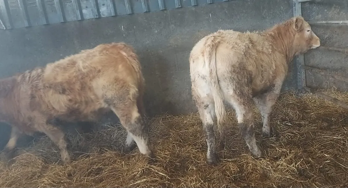 Char weanling heifers - Image 4