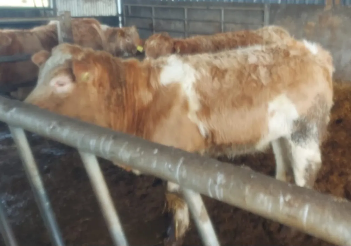 Char weanling heifers - Image 1