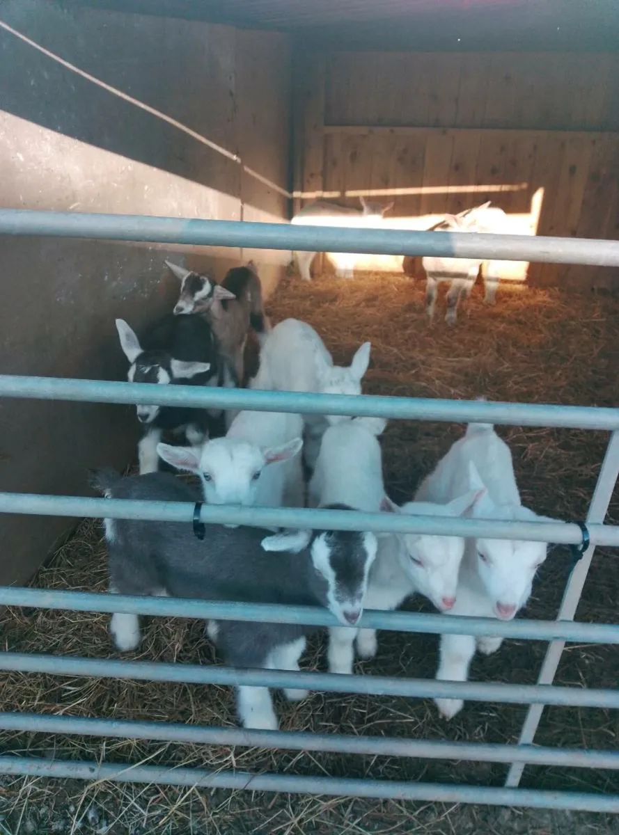 Kidd goats - Image 4