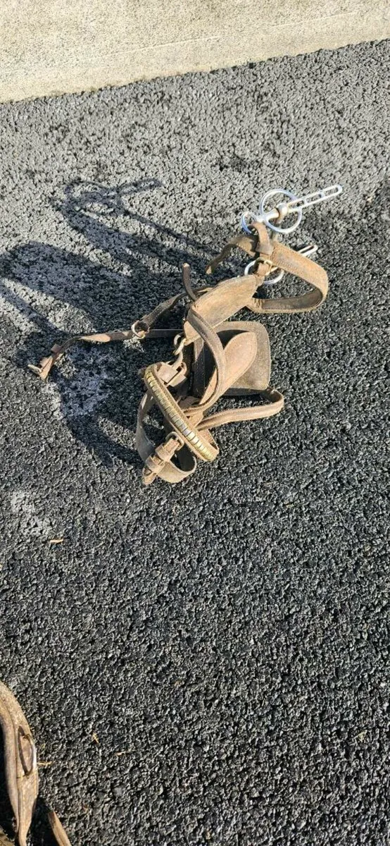 Driving harness - Image 1