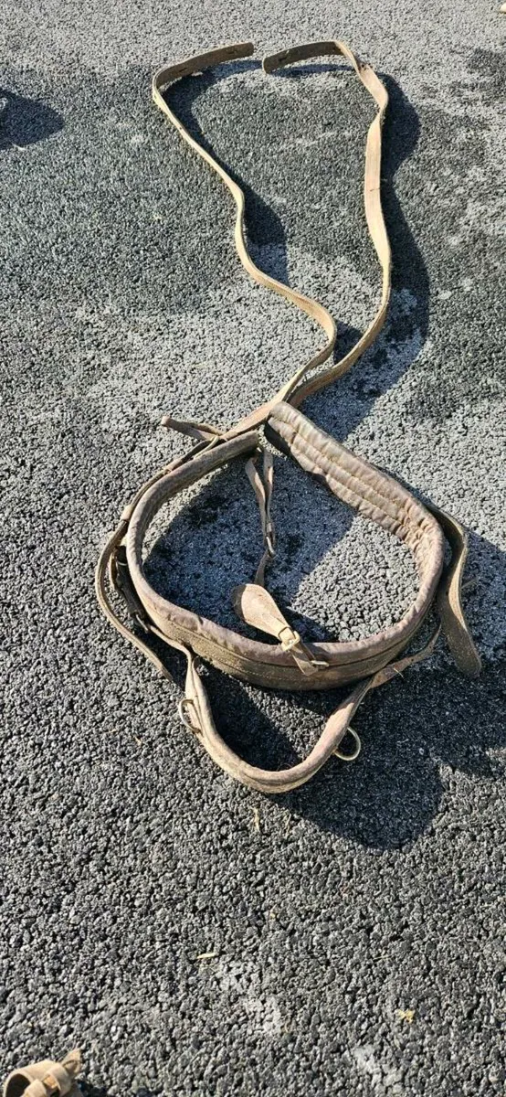 Driving harness - Image 2