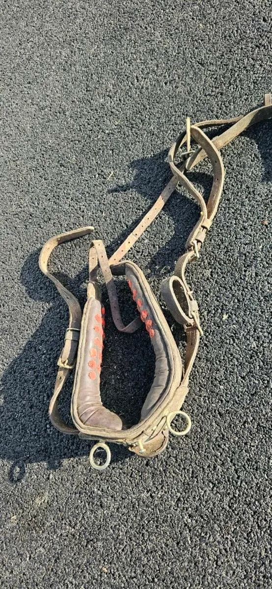Driving harness - Image 3