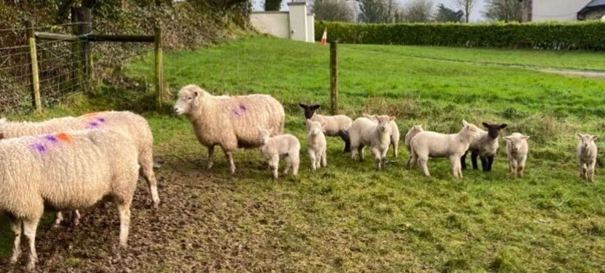 Sheep and Lambs - Image 1