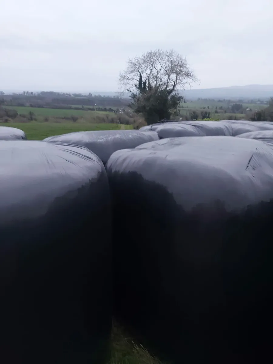 Wholecrop bales - Image 2