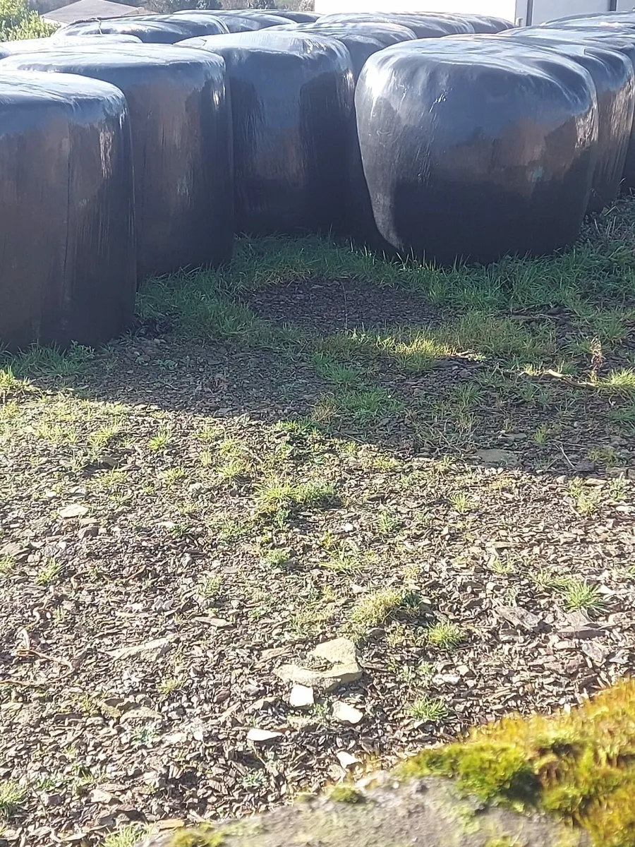 Wholecrop bales - Image 3