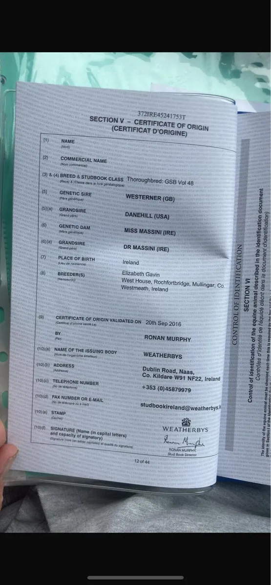 10 Year old Broodmare - Image 4