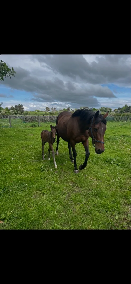 10 Year old Broodmare - Image 1