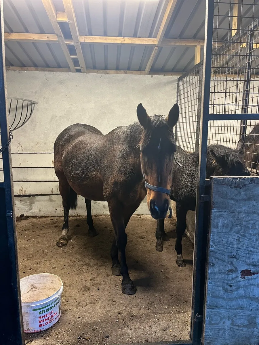 10 Year old Broodmare - Image 2