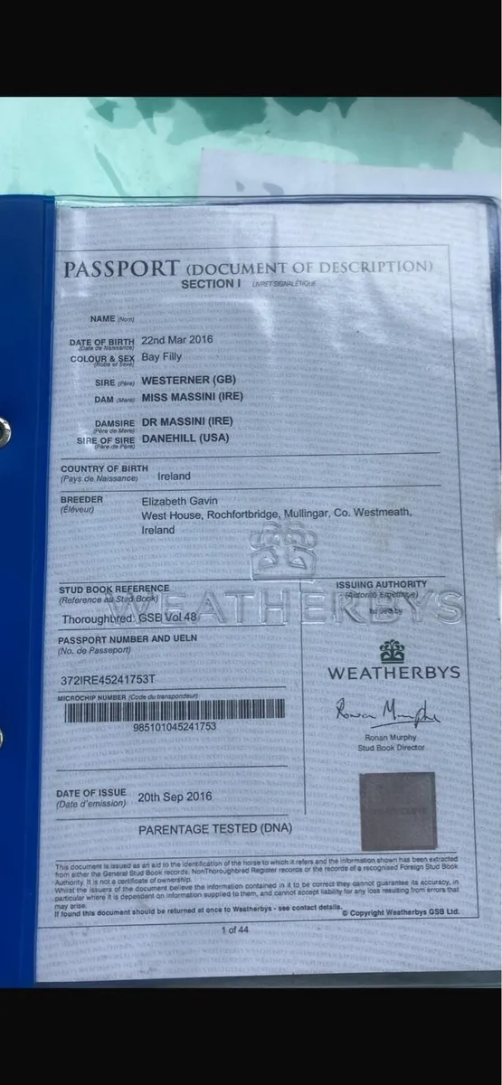 10 Year old Broodmare - Image 3