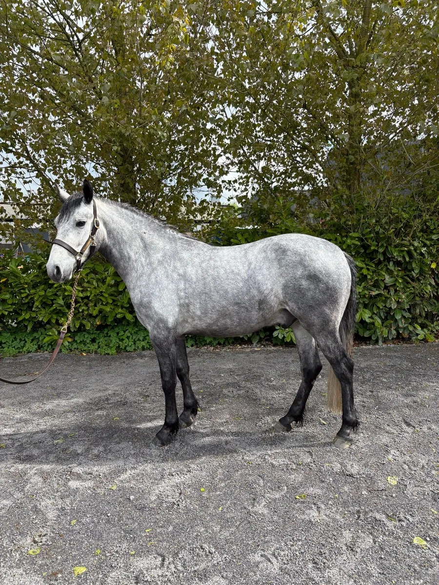 4 year old Connemara Gelding - Image 2