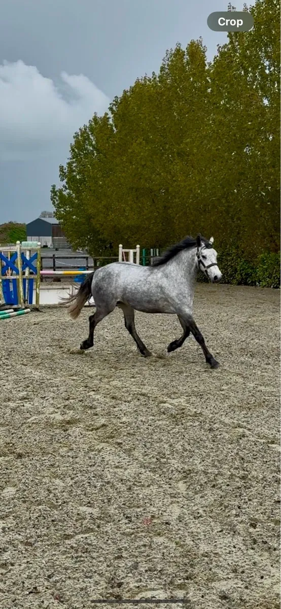 4 year old Connemara Gelding - Image 3