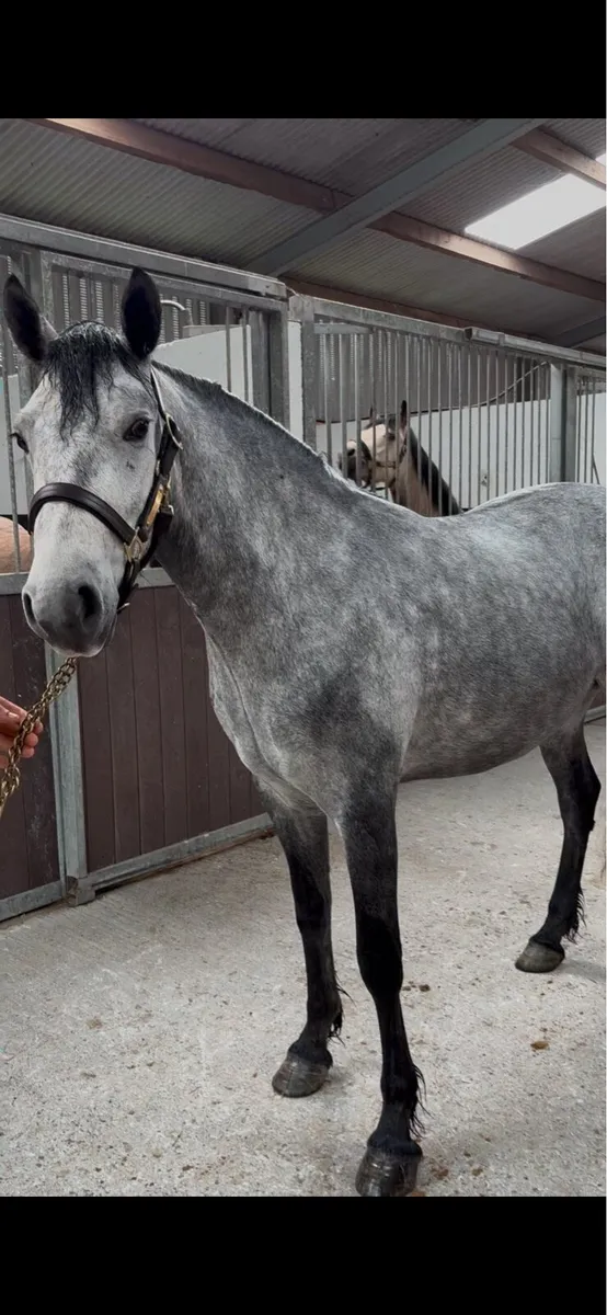 4 year old Connemara Gelding - Image 4