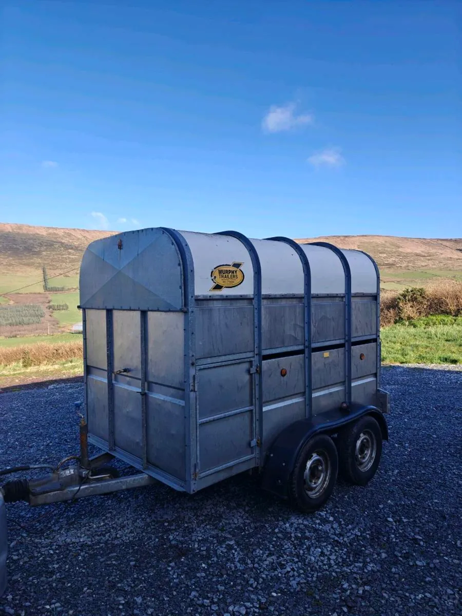 8 x 5 Cattle trailer - Image 1