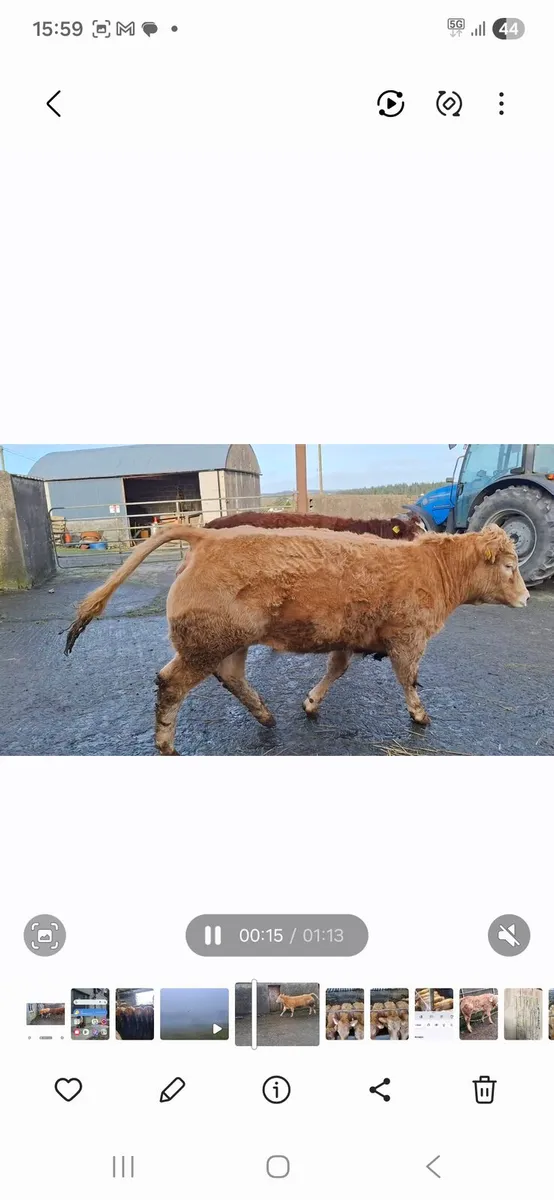 Super weanling hefirs - Image 4