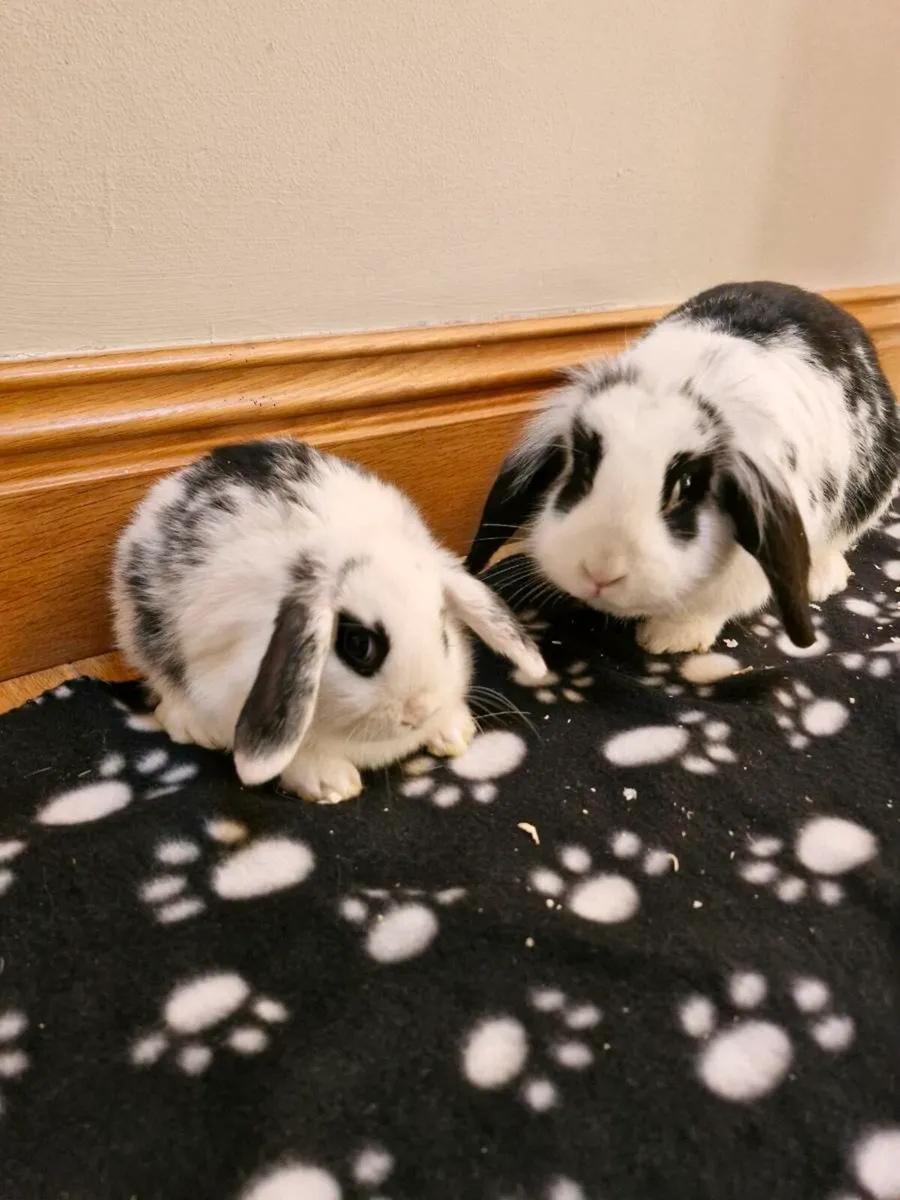 Mini Lops - Image 3