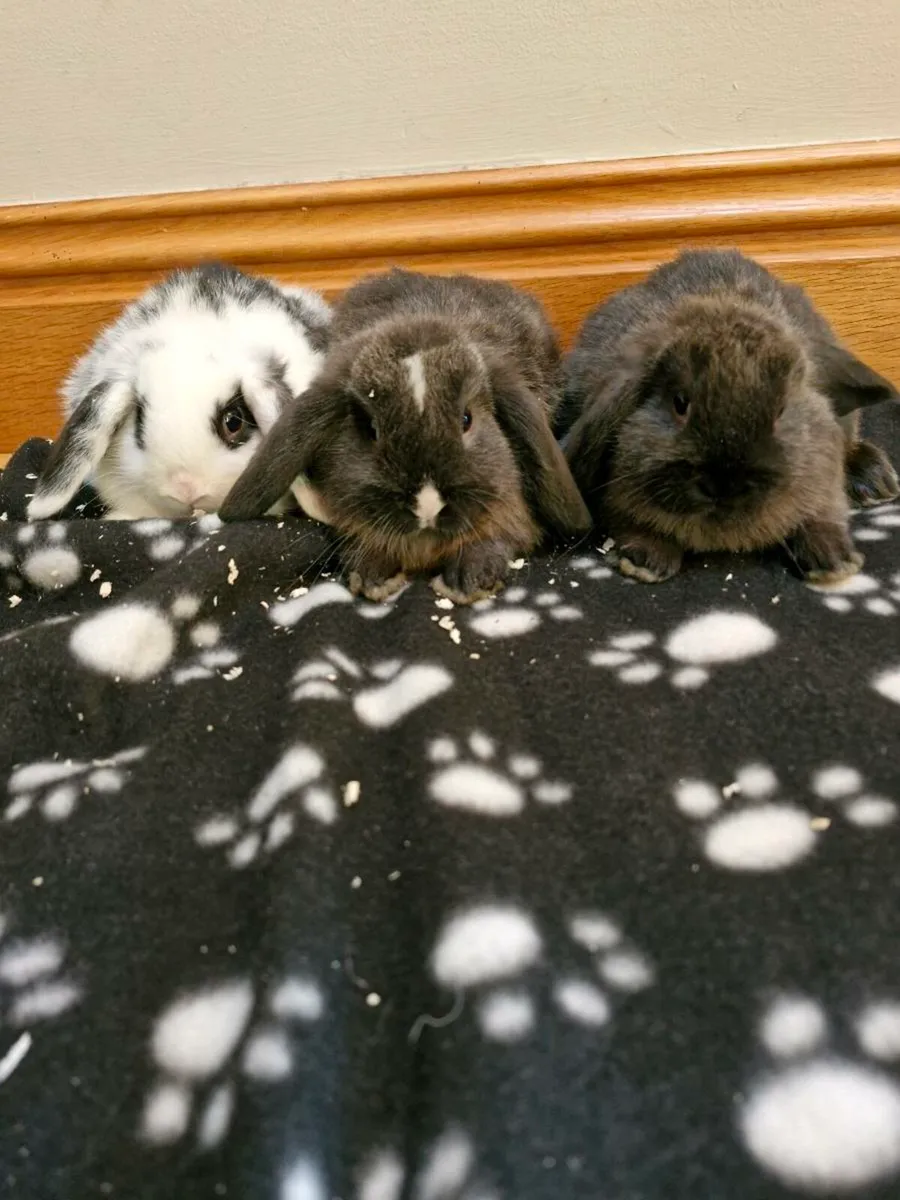 Mini Lops - Image 1