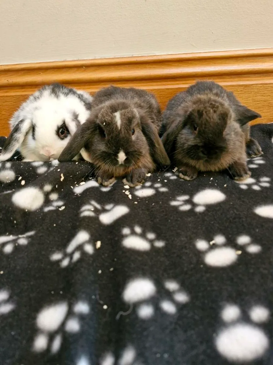 Mini Lops - Image 4