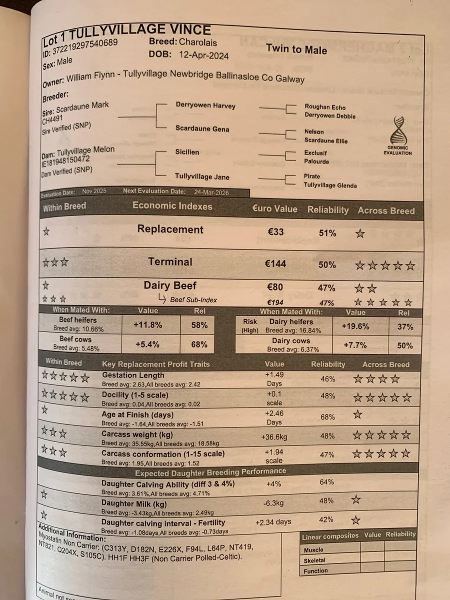 Charolais Bull - Image 3