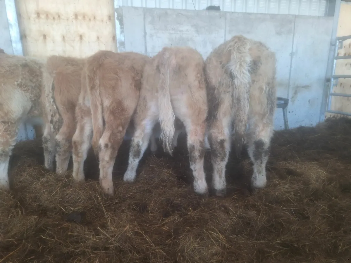 Weanlings - Image 4