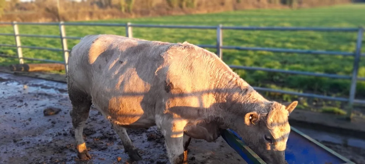 Foster Heifer - Image 1