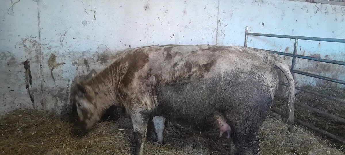 Foster Heifer - Image 2