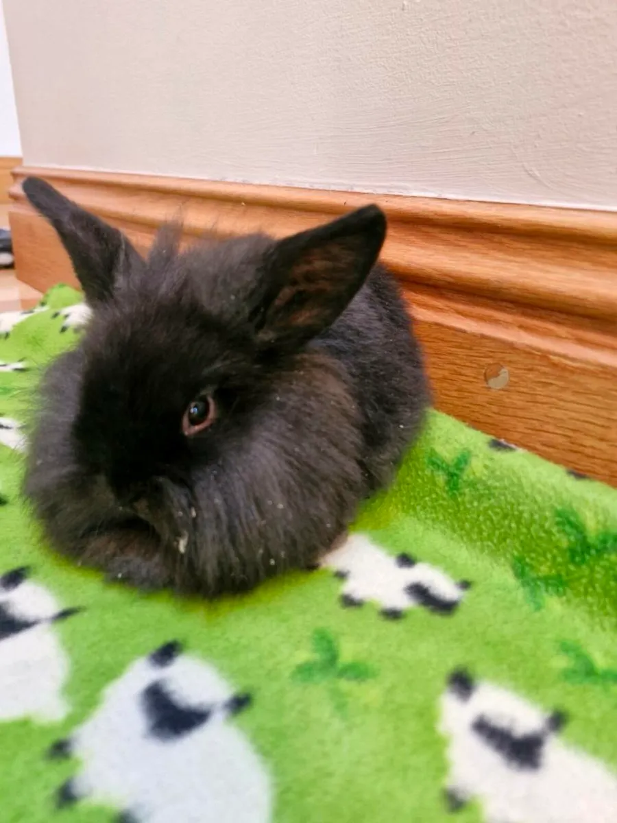 Purebred Lionhead - Image 2